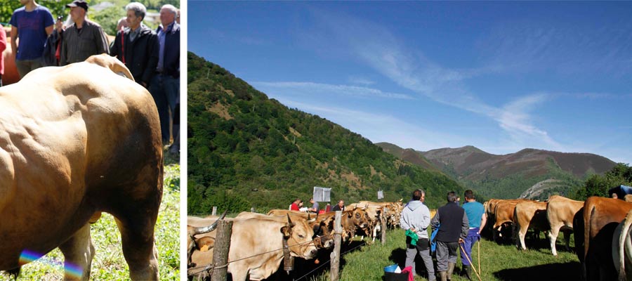 IV Jornadas de la Ternera Asturiana del Cebadero de las Ubiñas-Valles del Oso