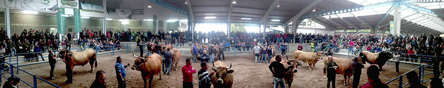 ternera-asturiana-noticia-barra