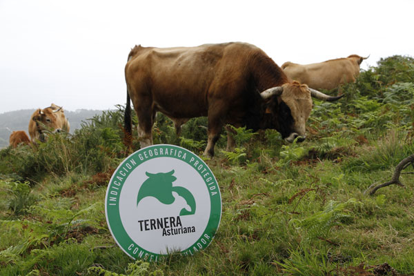 Ternera Asturiana apuesta por una nueva marca de calidad para el vacuno mayor de 18 meses