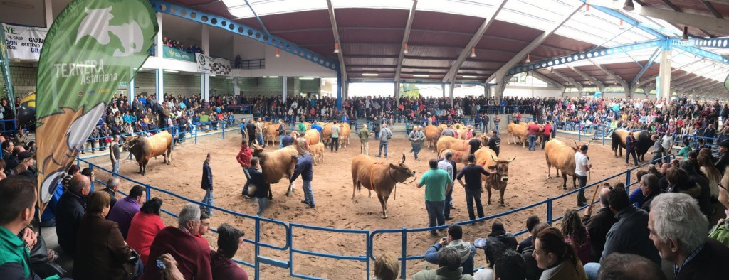 La asturiana de los Valles roza ya las 200.000 cabezas