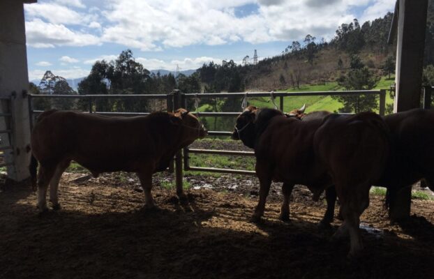 Concurso Subasta de la raza Asturiana de los Valles