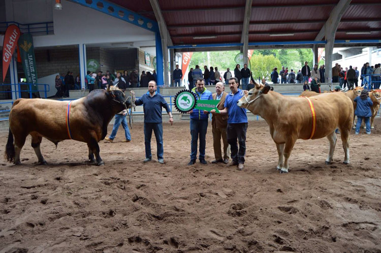 XXIX Concurso Subasta Nacional. Raza Asturiana de los Valles