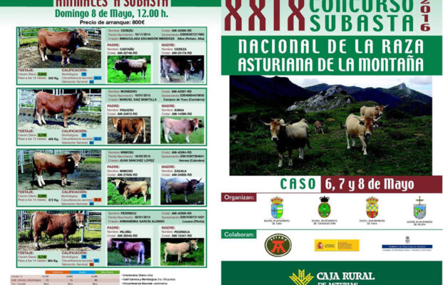 XXIX Concurso Subasta Nacional de Raza Asturiana de la Montaña