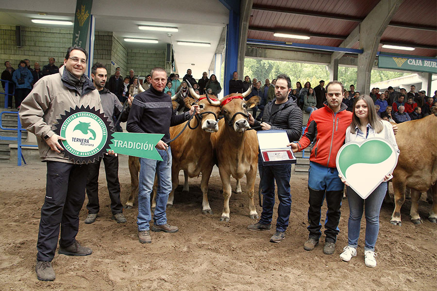 Poniendo corazón por la raza Asturiana de los Valles