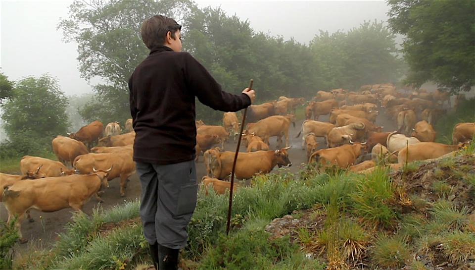 IV Jornadas de la Ternera Asturiana del Cebadero de las Ubiñas-Valles del Oso