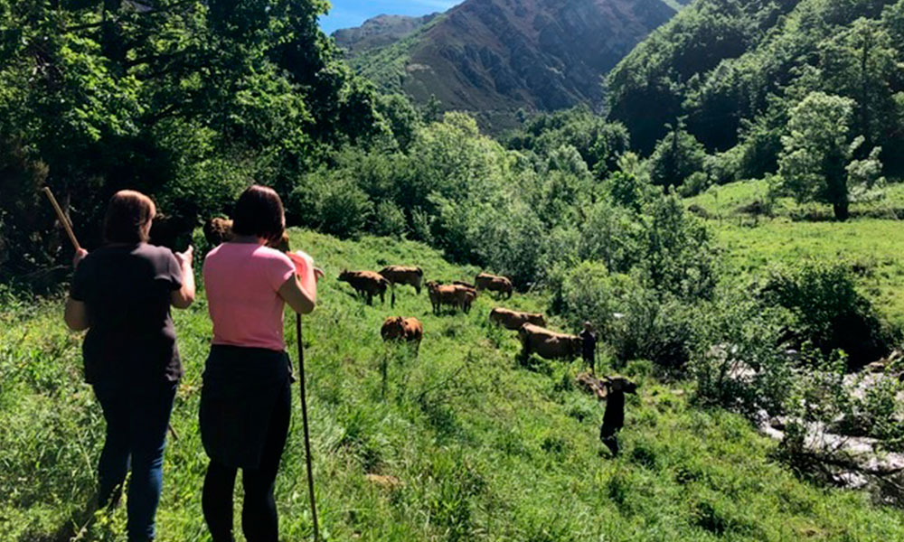 España Directo, #SubiendoAlPuertu con Ternera Asturiana