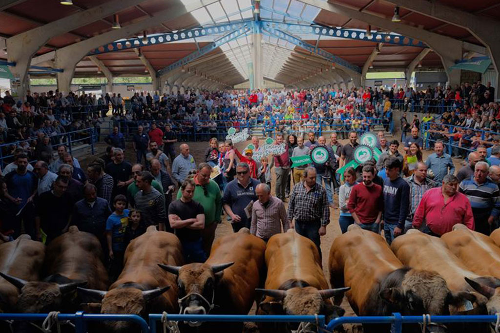 Ternera Asturiana en redes.