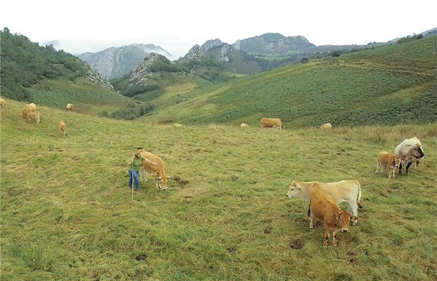 IGP Ternera Asturiana, pilar fundamental de la cadena alimentaria de la región