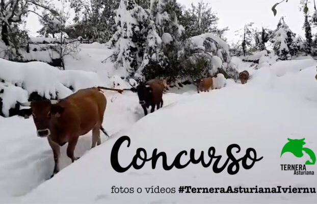 Concurso de fotos o vídeos #TerneraAsturianadIviernu