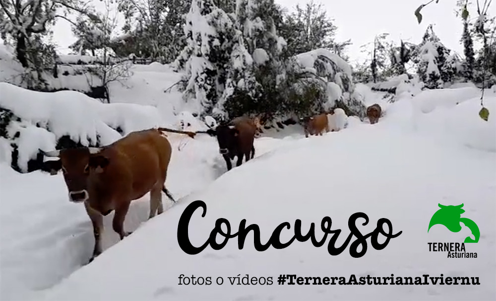 Concurso de fotos o vídeos #TerneraAsturianadIviernu