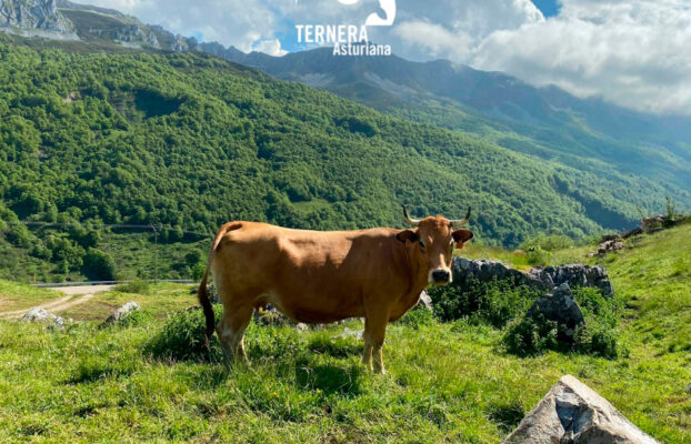 El Consejo Regulador de la I.G.P. Ternera Asturiana abordará un Análisis de Ciclo de Vida de sus productos.