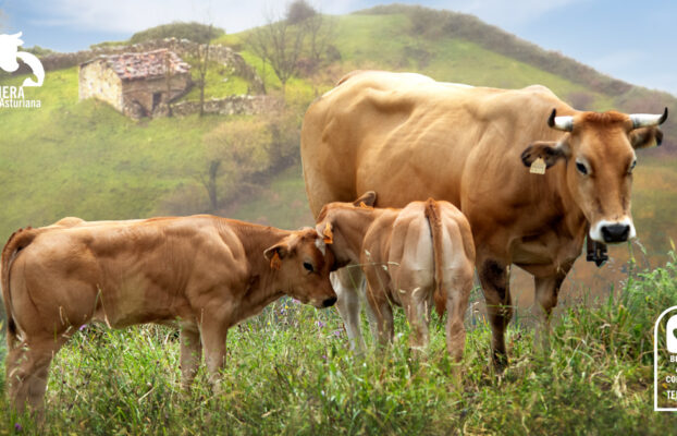 Bienestar animal controlado Ternera Asturiana