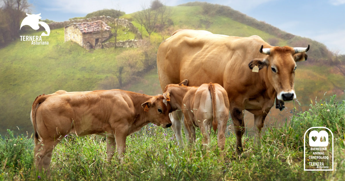 2021: LA I.G.P. TERNERA ASTURIANA ROZA LOS 7 MILLONES DE KILOS CERTIFICADOS.