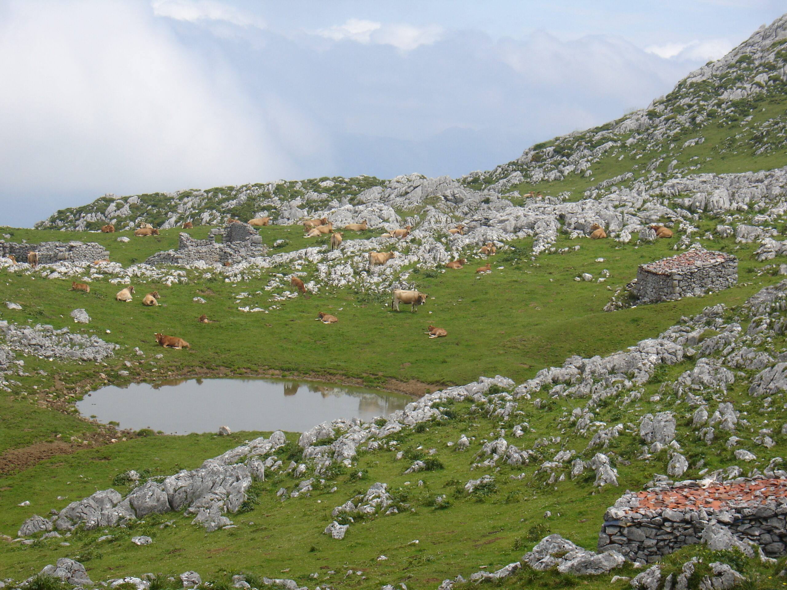 El agua de Asturias, uno de los recursos más valiosos para la producción de Ternera Asturiana