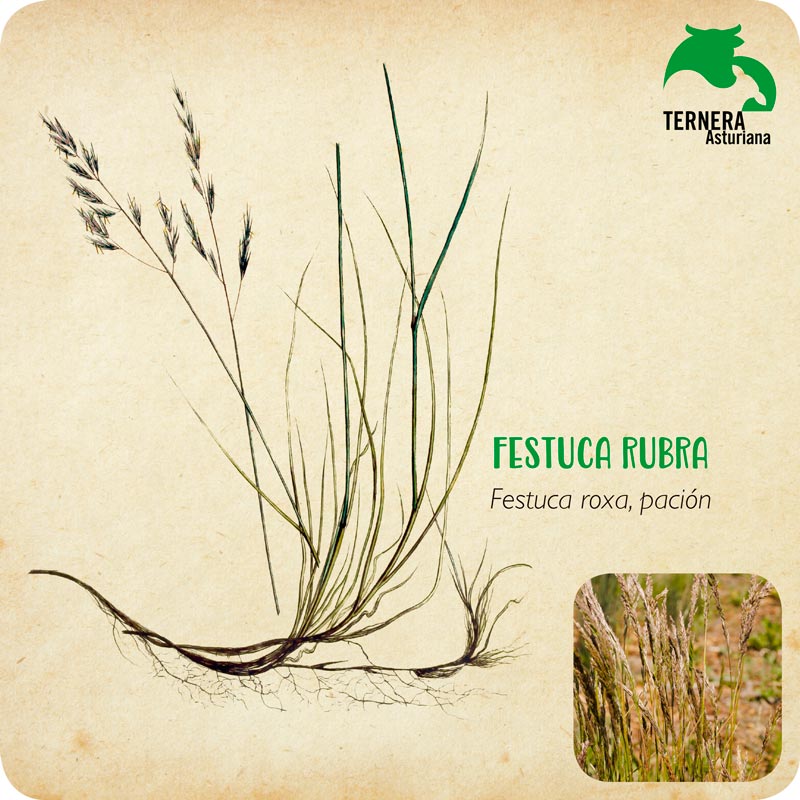 FESTUCA-RUBRA