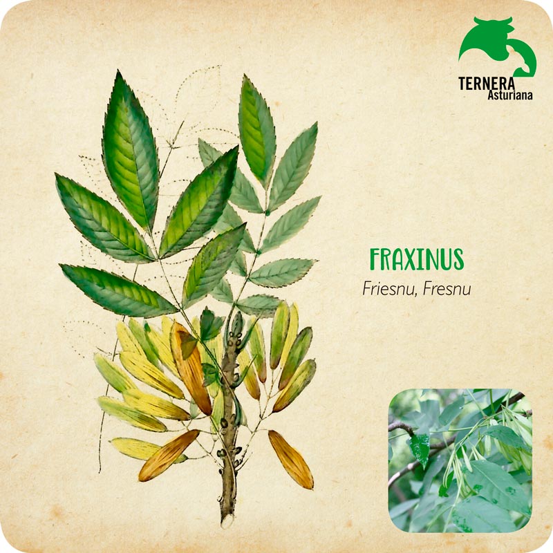 FRAXINUS