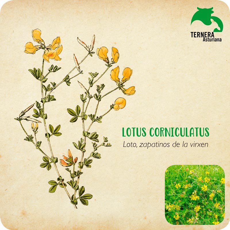 LOTUS-CORNICULATUS