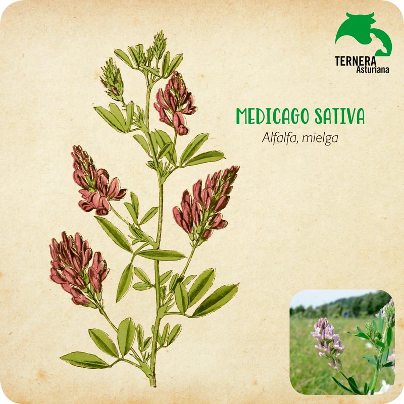 MEDICAGO-SaTIVA