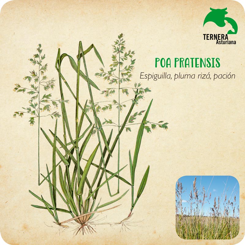 POA-PRATENSIS