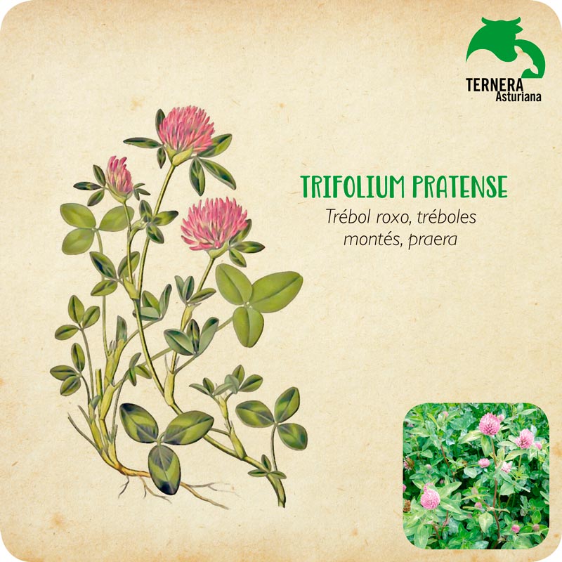 TRIFOLIUM-PRATENSE