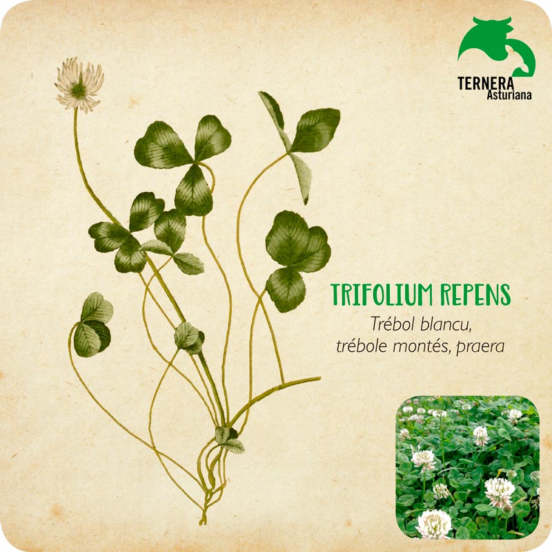 TRIFOLIUM-REPENS