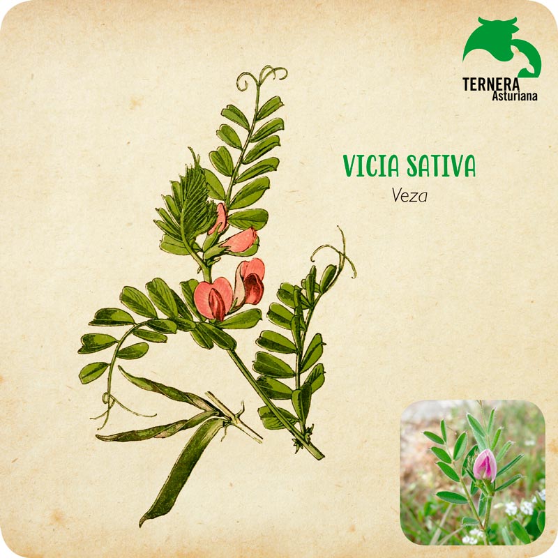 VICIA-SATIVA