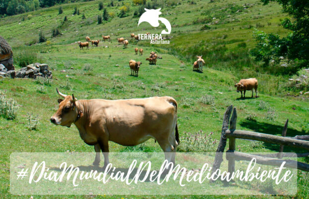 Ternera Asturiana: un modelo productivo que vela por la salud medioambiental