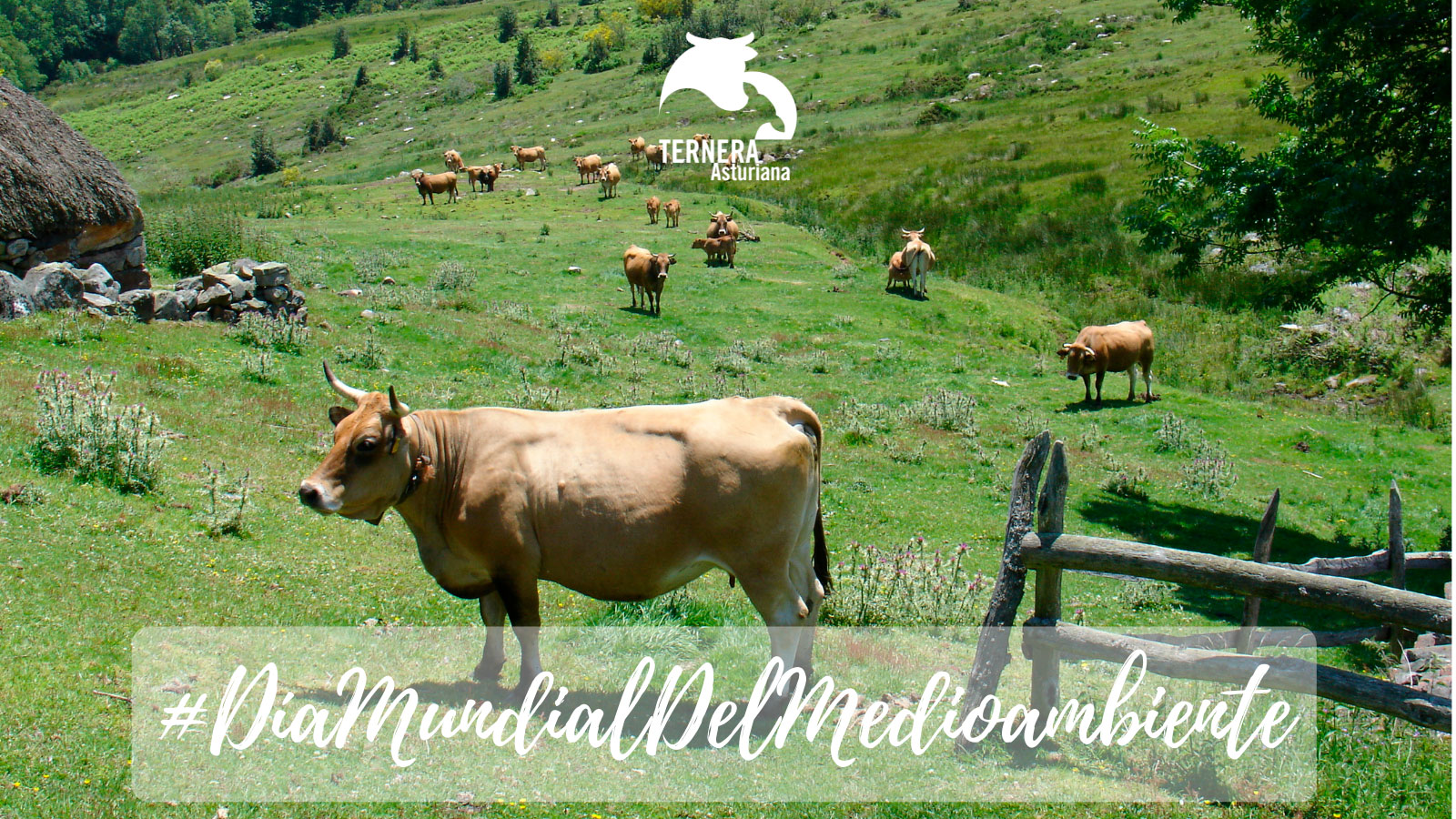 Ternera Asturiana: un modelo productivo que vela por la salud medioambiental