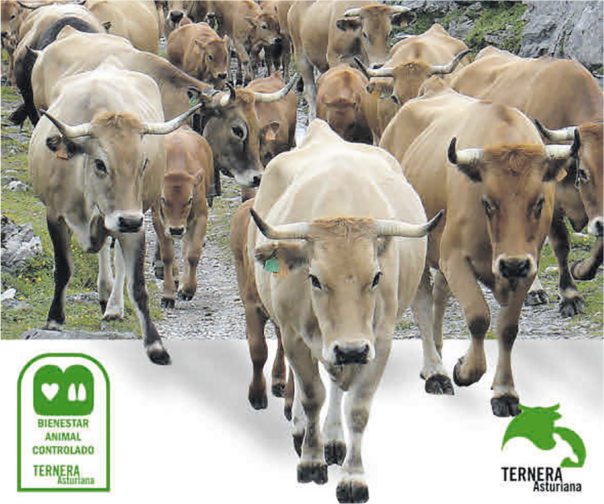 Ternera Asturiana, sostenibilidad y bienestar animal