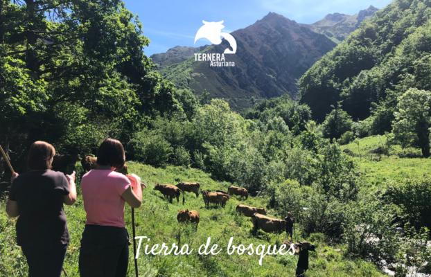 Asturias, tierra de bosques y ternera
