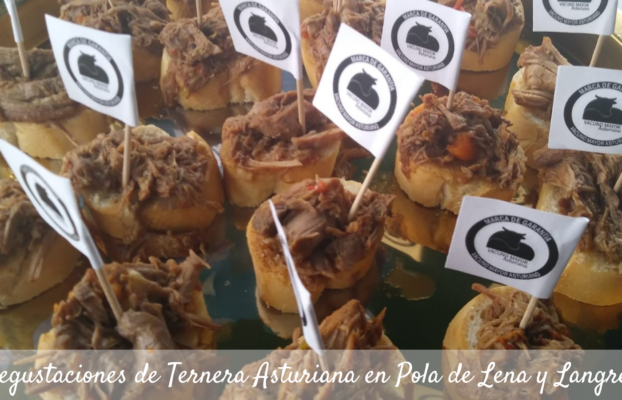 Ternera Asturiana llena de sabor los certámenes ganaderos de Pola de Lena y Langreo