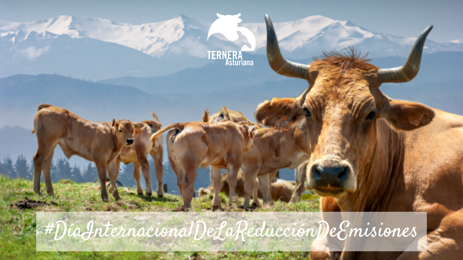 Ternera Asturiana en el Día Internacional de la reducción de emisiones: un compromiso eco responsable