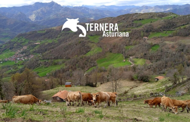 Ternera Asturiana, “pegada a la tierra”, garantía de futuro de la Asturias rural