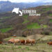 Ternera Asturiana, “pegada a la tierra”, garantía de futuro de la Asturias rural