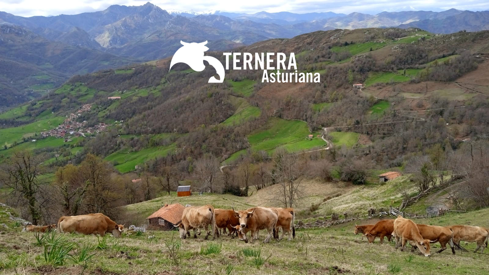 Ternera Asturiana, “pegada a la tierra”, garantía de futuro de la Asturias rural
