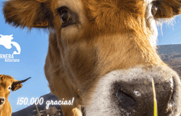 Ternera Asturiana, medalla de plata en el podio digital de las IGP y DO españolas