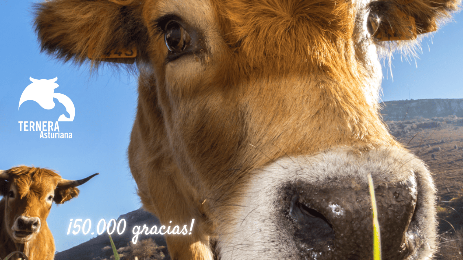 Ternera Asturiana, medalla de plata en el podio digital de las IGP y DO españolas